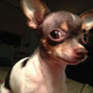 Meet your Posher, Buelah